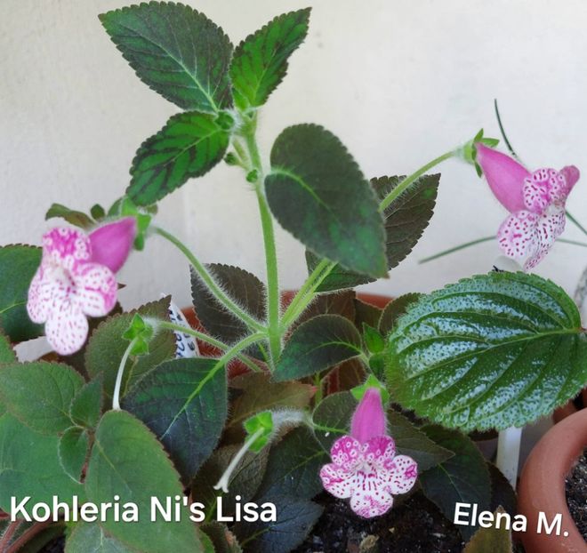 447631539_2790873071068299_2902594714813213245_n (1) - 2024-Kohleria