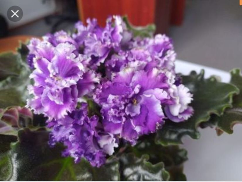 Poza net - Nk Francuzskij Bulvar