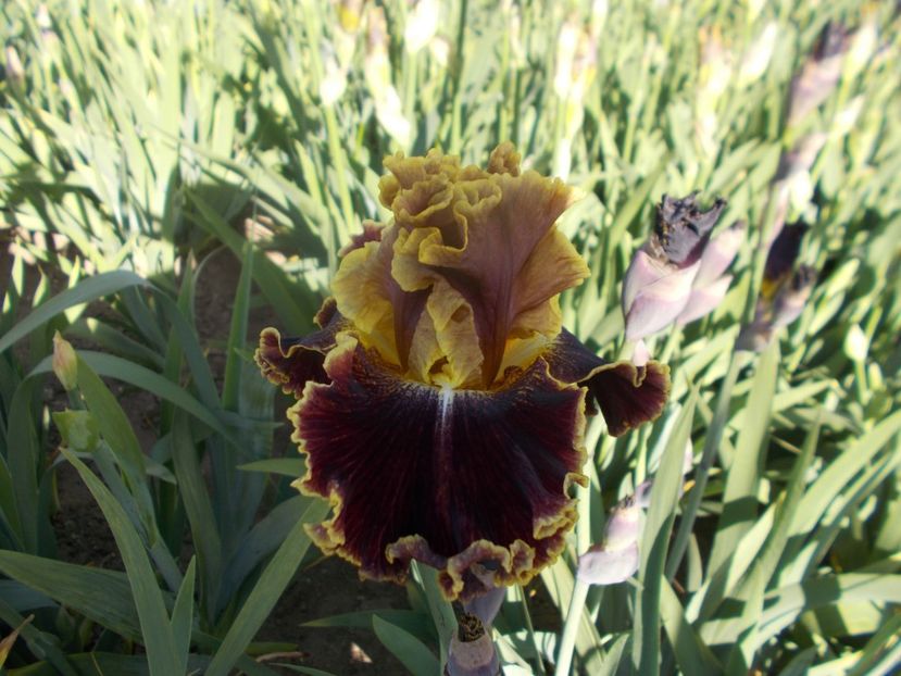 z-r6,1-VOLCANIC GLOW-18lei - IRISI INALTI DISPONIBILI IN 2024-capitolul 4