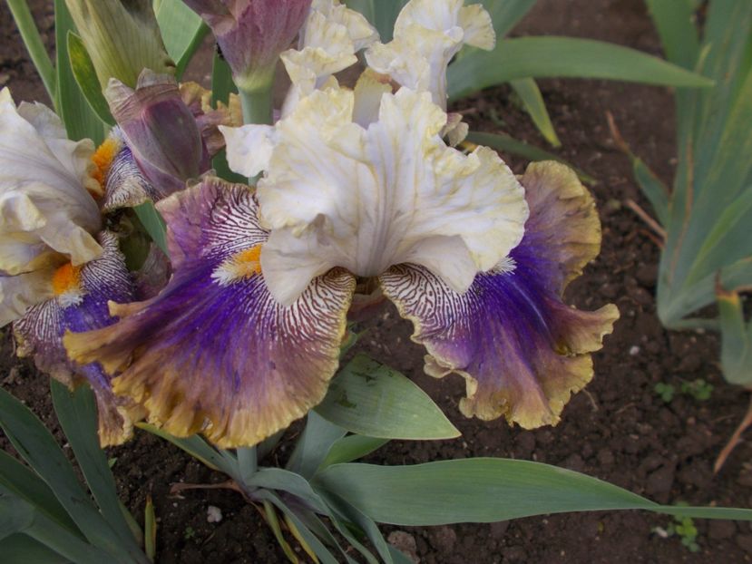 z-r7,3-RARE BLEND -18lei - IRISI INALTI DISPONIBILI IN 2024-capitolul 4