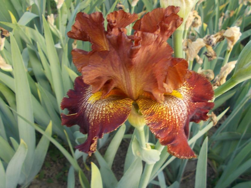 z-r11,3- SUN BROWN  BUBBLING-18lei - IRISI INALTI DISPONIBILI IN 2024-capitolul 4