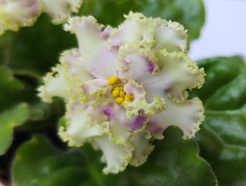 6 iunie 2024 - AV Monplezir