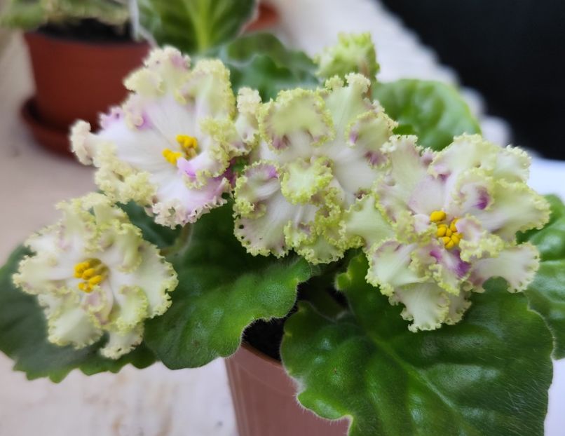 6 iunie 2024 - AV Monplezir