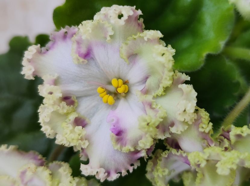 6 iunie 2024 - AV Monplezir