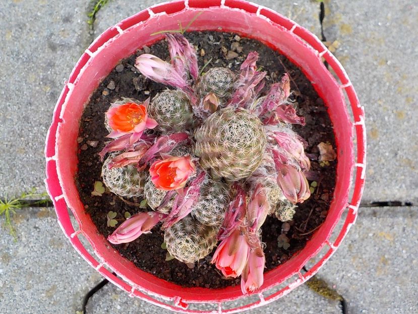  - rebutia pygmea 2019