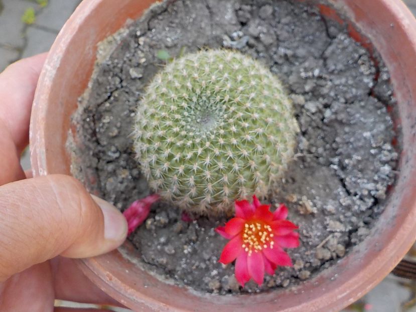  - rebutia minuscula