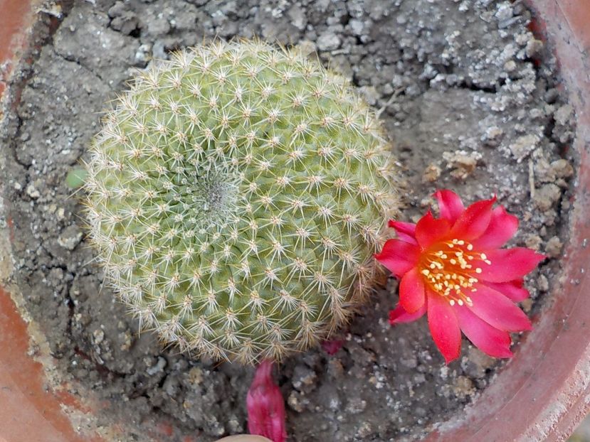  - rebutia minuscula