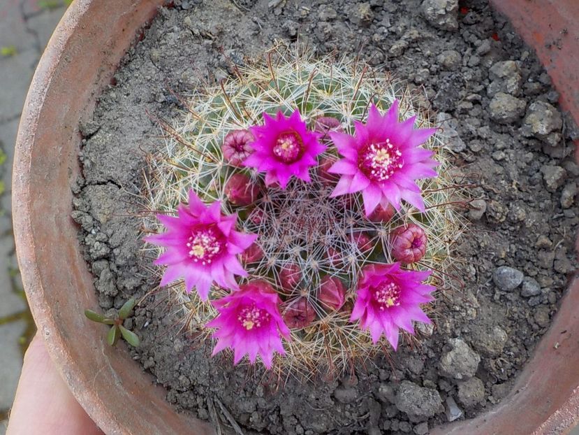  - mammillaria candida