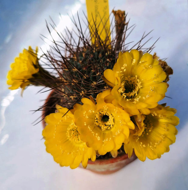 Lobivia pugionacantha v versicolor - Lobivia pugionacantha v versicolor