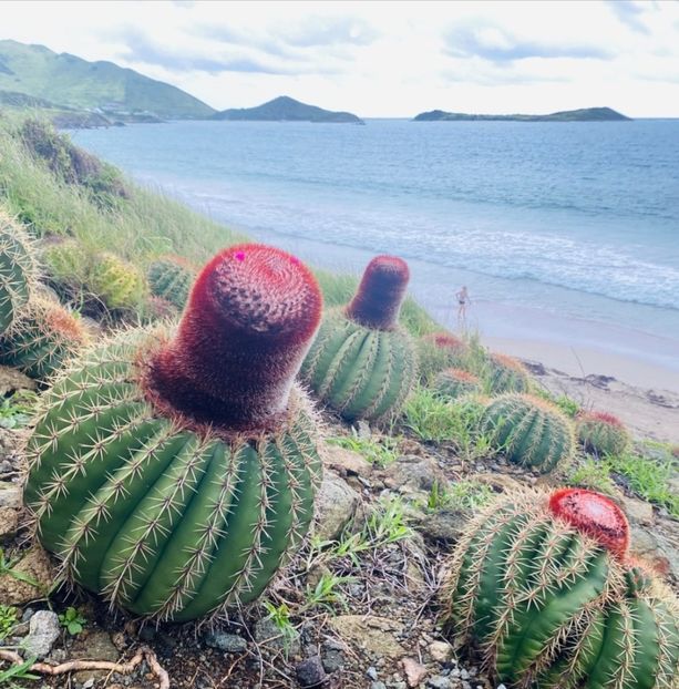  - Melocactus Intertotus