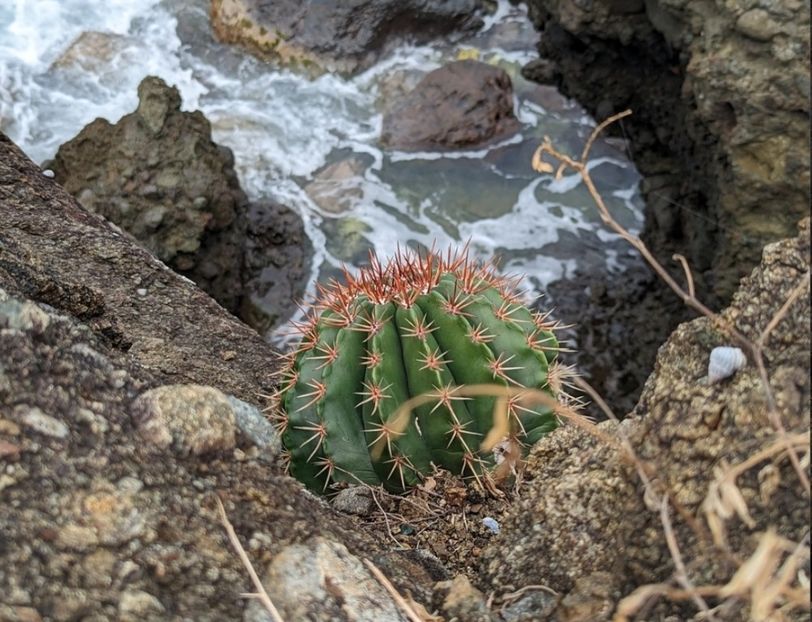  - Melocactus Intertotus
