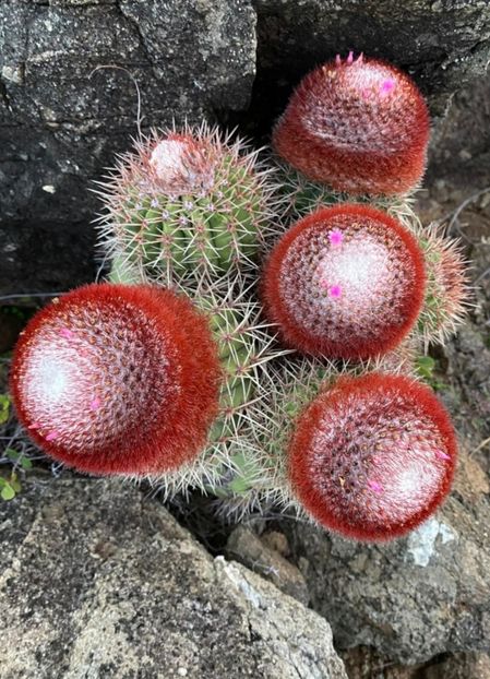  - Melocactus Intertotus
