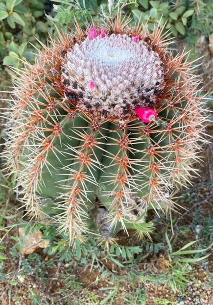  - Melocactus Intertotus