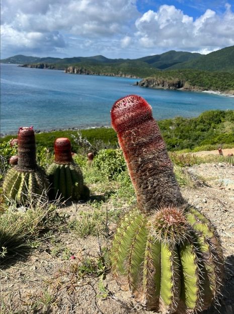  - Melocactus Intertotus