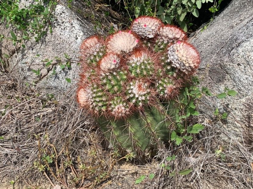  - Melocactus Intertotus