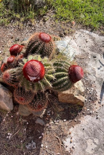  - Melocactus Intertotus