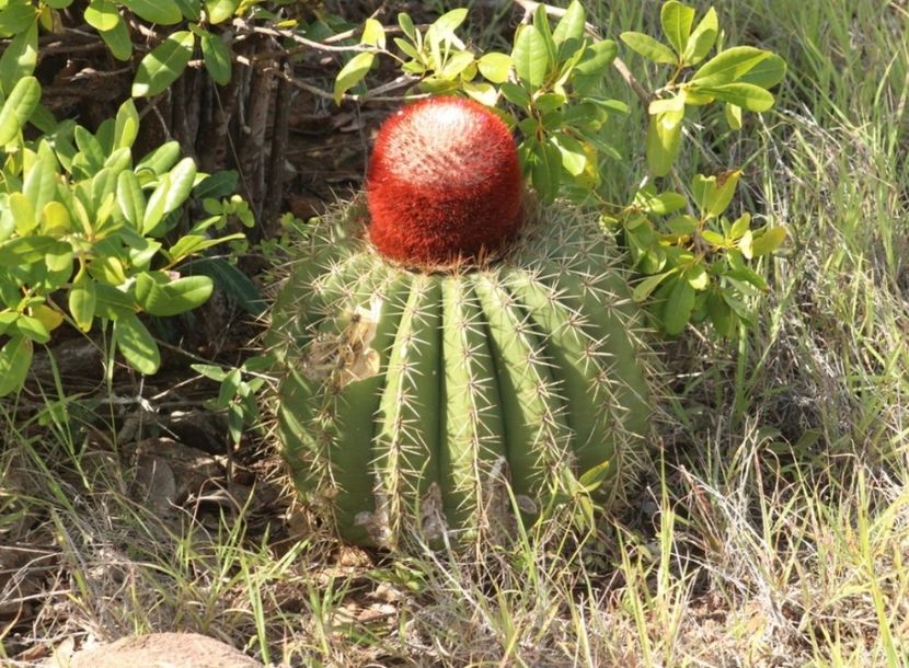  - Melocactus Intertotus
