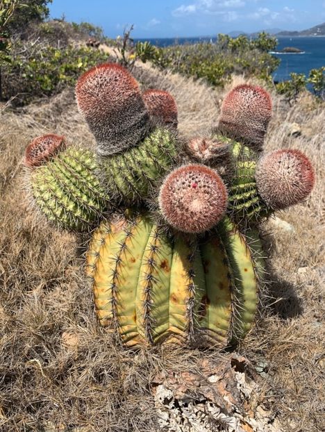  - Melocactus Intertotus