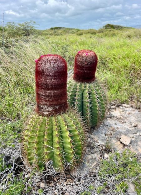  - Melocactus Intertotus