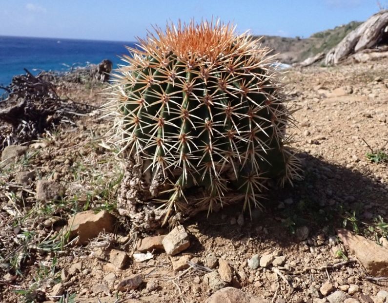  - Melocactus Intertotus