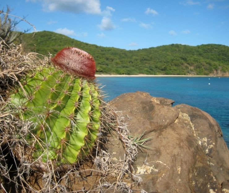  - Melocactus Intertotus