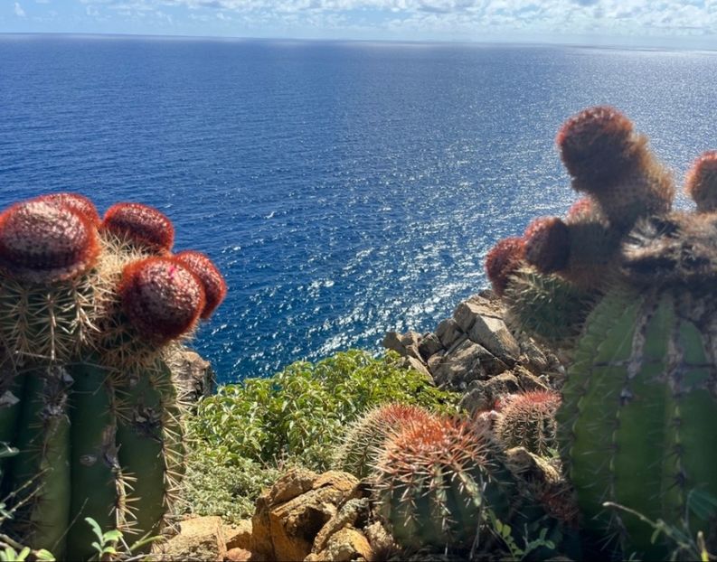  - Melocactus Intertotus