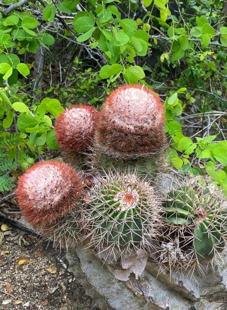  - Melocactus Intertotus