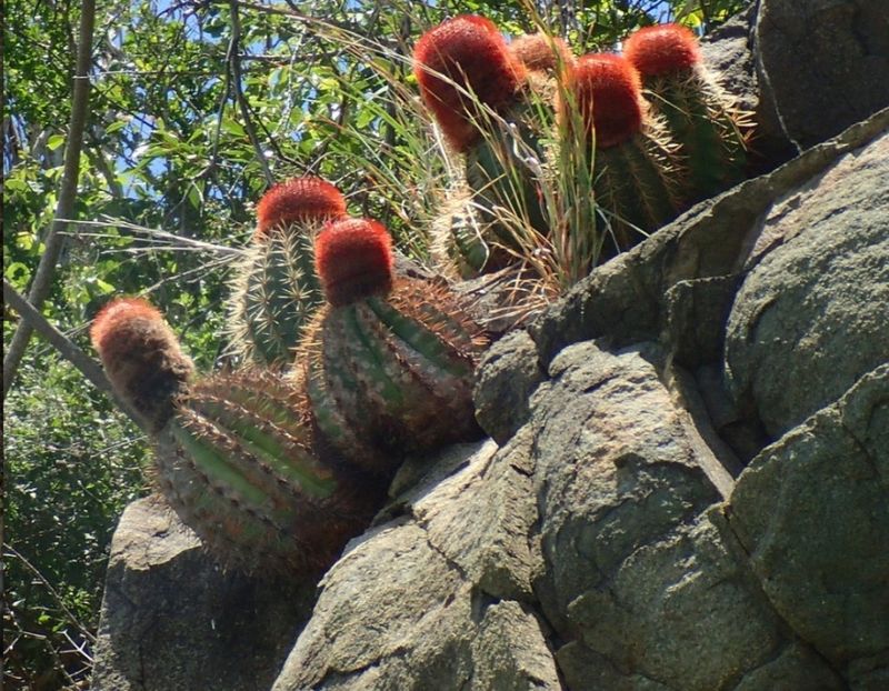  - Melocactus Intertotus