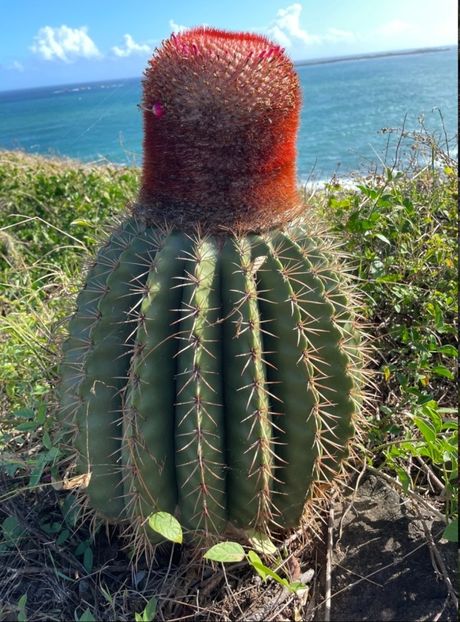  - Melocactus Intertotus