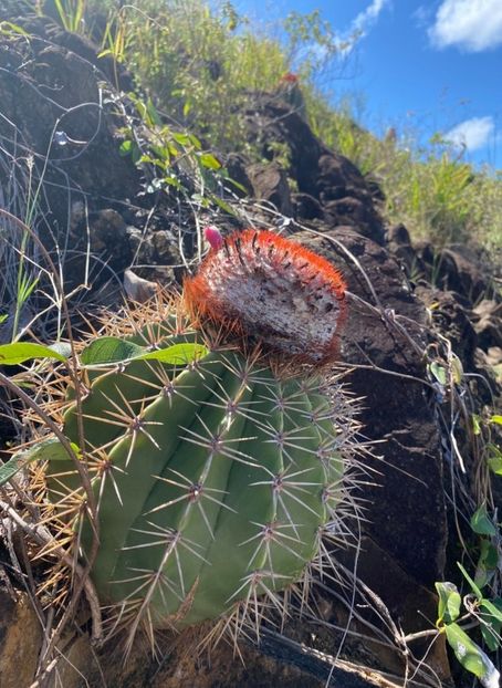  - Melocactus Intertotus
