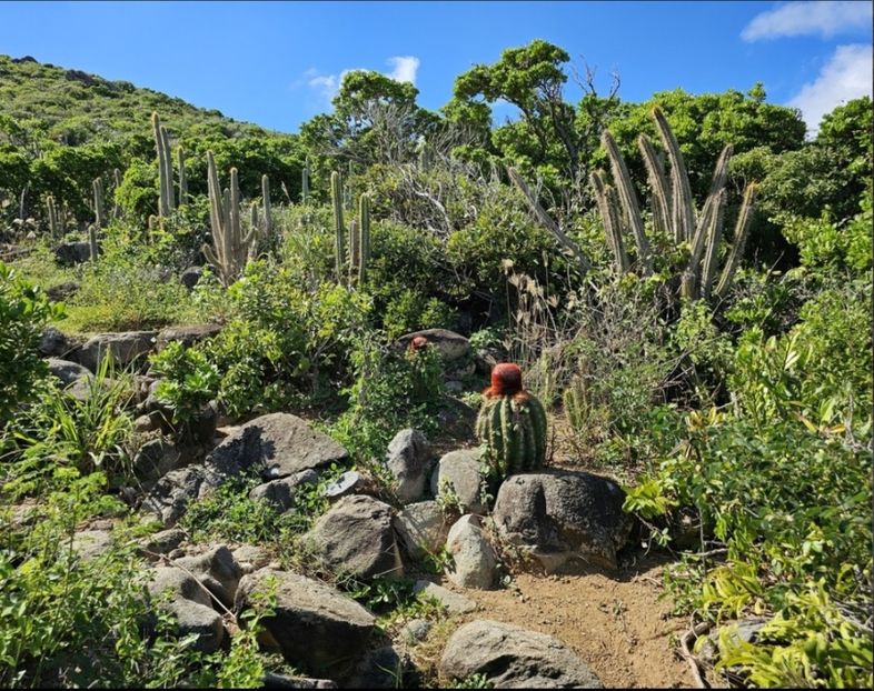  - Melocactus Intertotus