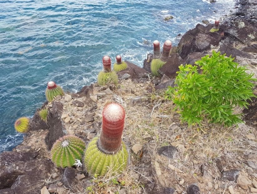  - Melocactus Intertotus