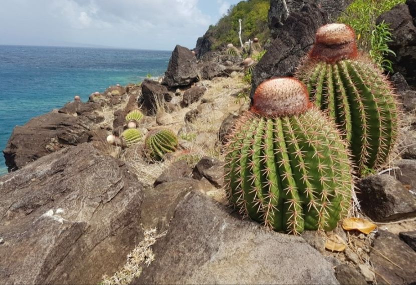  - Melocactus Intertotus