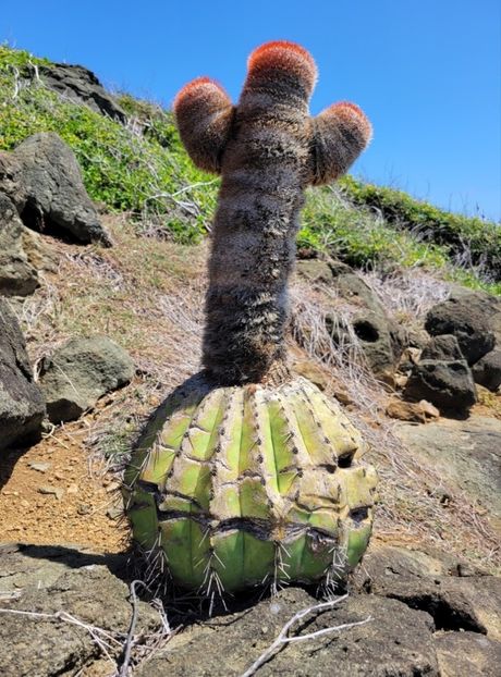  - Melocactus Intertotus