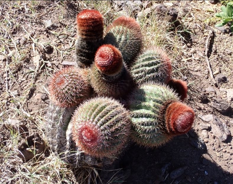  - Melocactus Intertotus