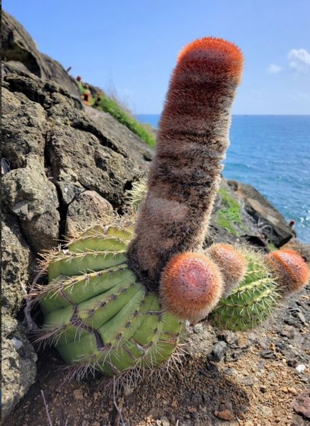  - Melocactus Intertotus