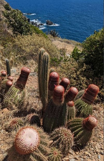  - Melocactus Intertotus