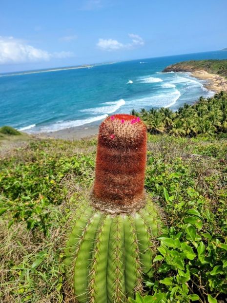  - Melocactus Intertotus