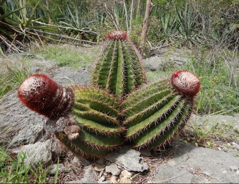  - Melocactus Intertotus