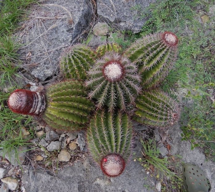  - Melocactus Intertotus