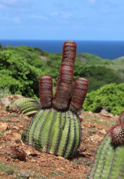  - Melocactus Intertotus