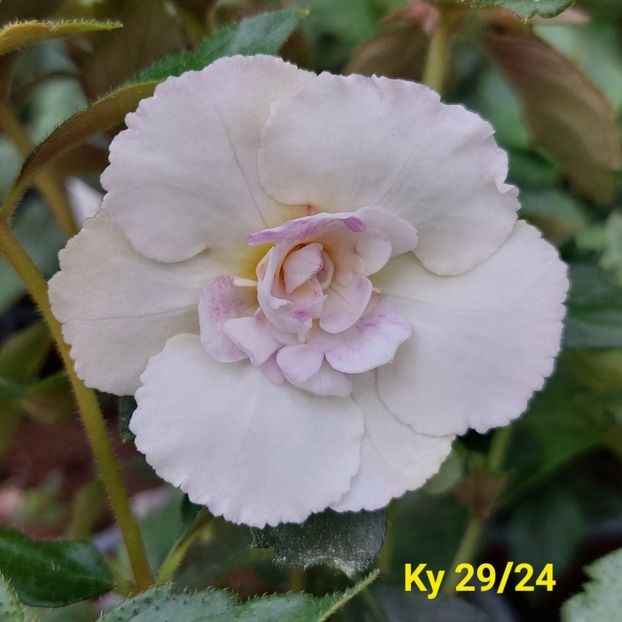 Img.2024.06.05 - Achi din semințe BriDs 2024