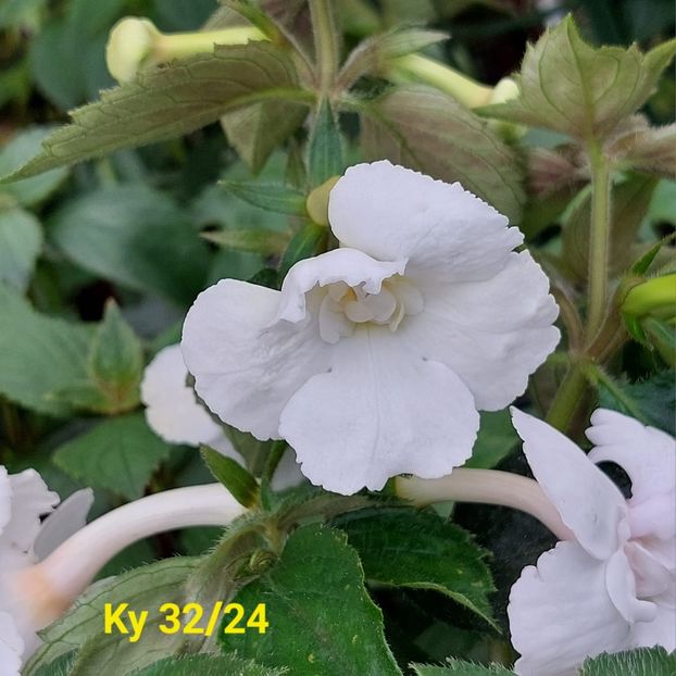 Img.2024.06.05 - Achi din semințe BriDs 2024