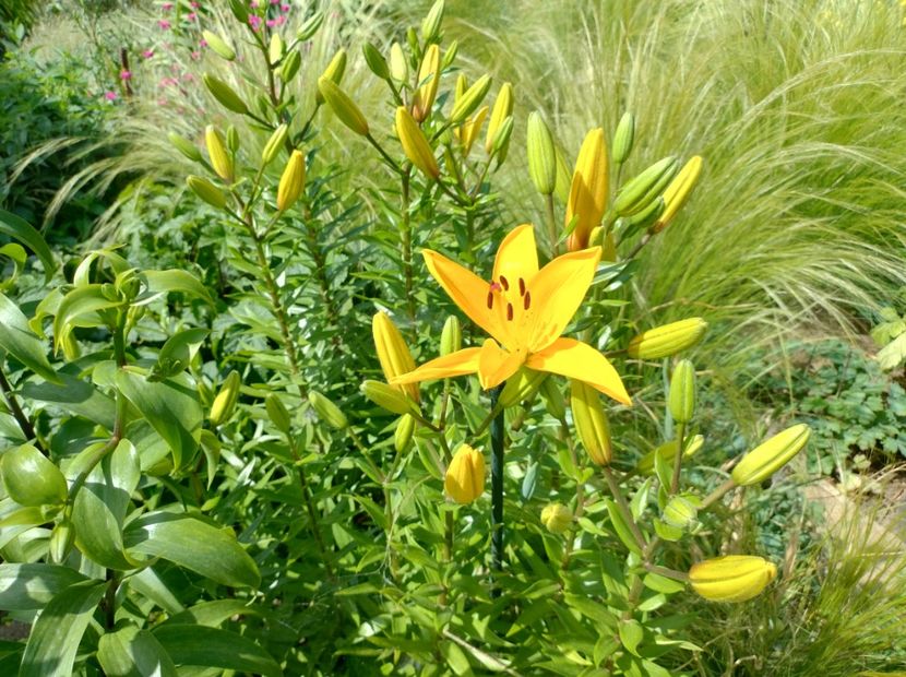  - Flori de gradină-2024