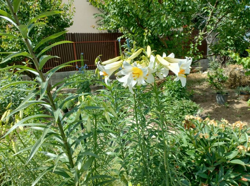  - Flori de gradină-2024