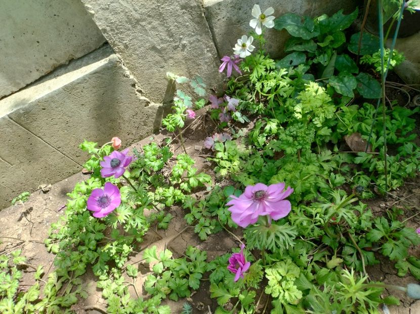  - Flori de gradină-2024