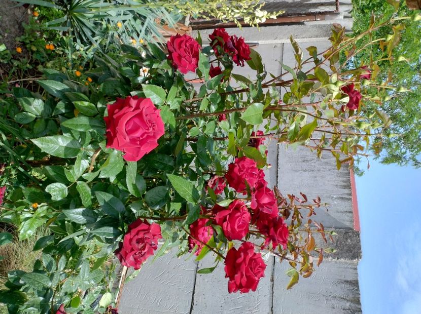  - Flori de gradină-2024