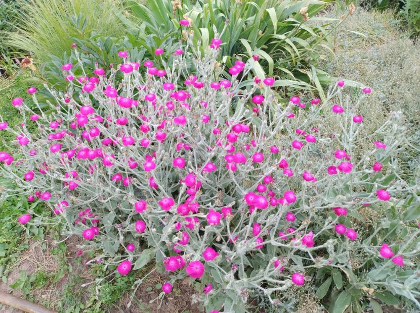  - Flori de gradină-2024