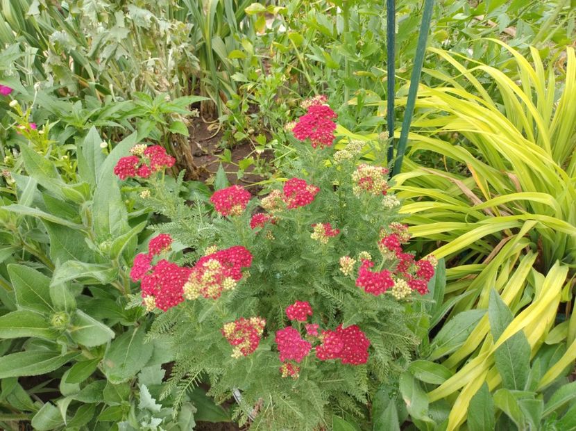  - Flori de gradină-2024