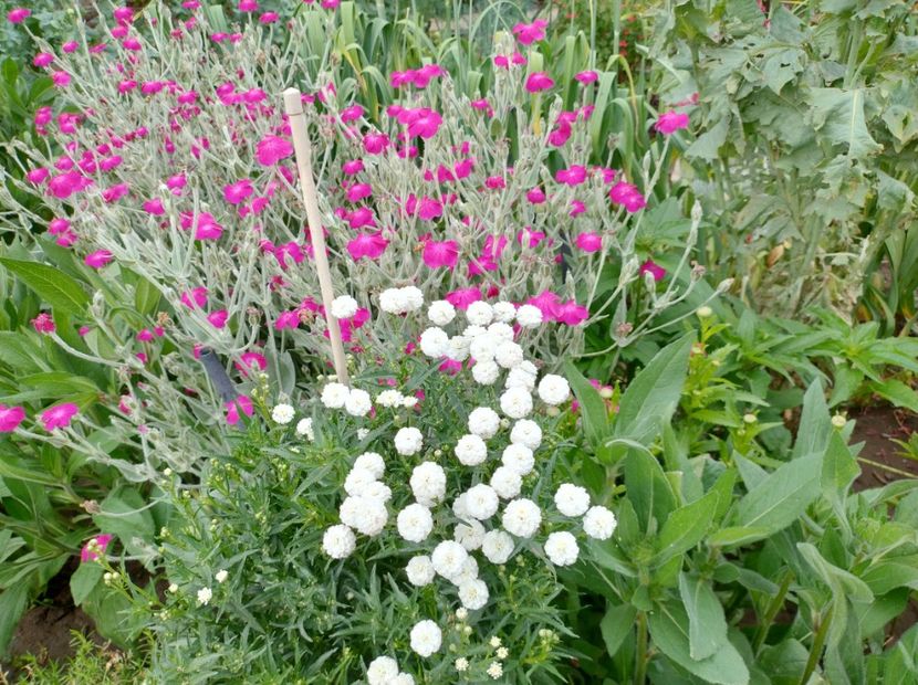  - Flori de gradină-2024